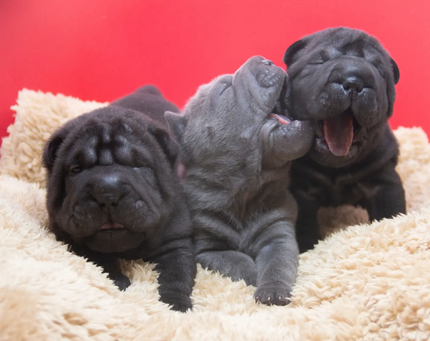 Einen Shar Pei Welpen zu kaufen, bedeutet Verantwortung zu übernehmen! Shar Pei Welpen kaufen.