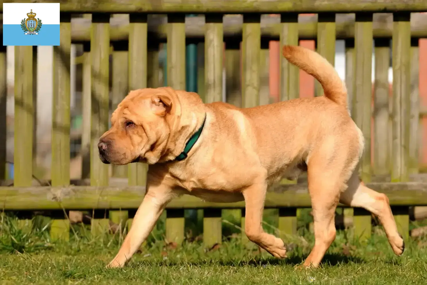Shar Pei Welpen und Züchter San Marino Hier findest Du Shar Peis Züchter in San Marino.