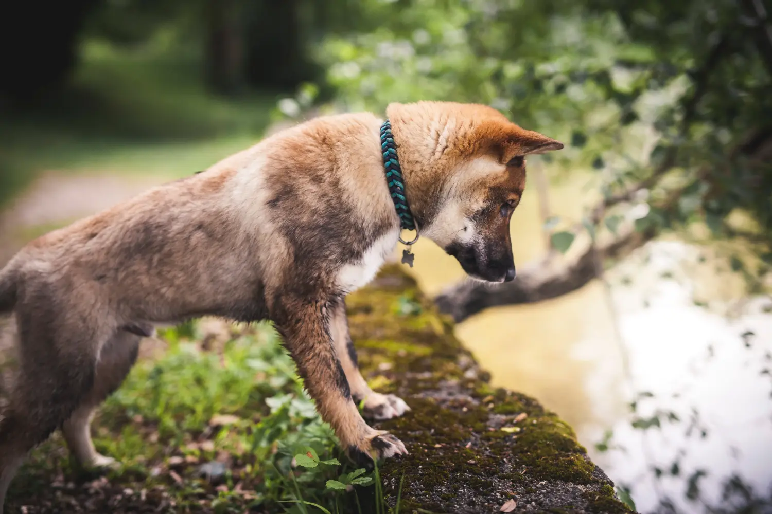 Einen Shikoku Welpen zu kaufen, bedeutet Verantwortung zu übernehmen! Shikoku Welpen kaufen.