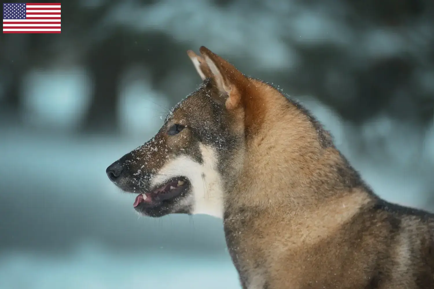 Shikoku Welpen und Züchter USA Hier findest Du Shikokus Züchter in den USA.