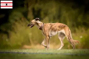 Mehr über den Artikel erfahren Silken Windsprite Züchter und Welpen in Drenthe
