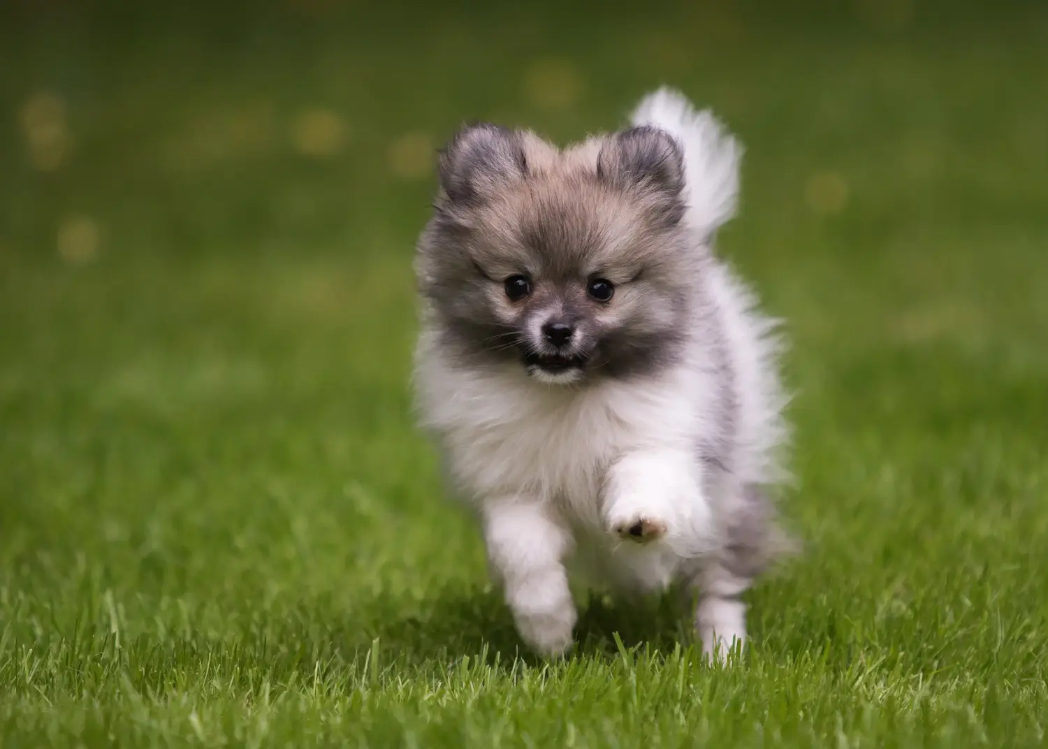 Einen Spitz Welpen zu kaufen, bedeutet Verantwortung zu übernehmen! Spitz Welpen kaufen.