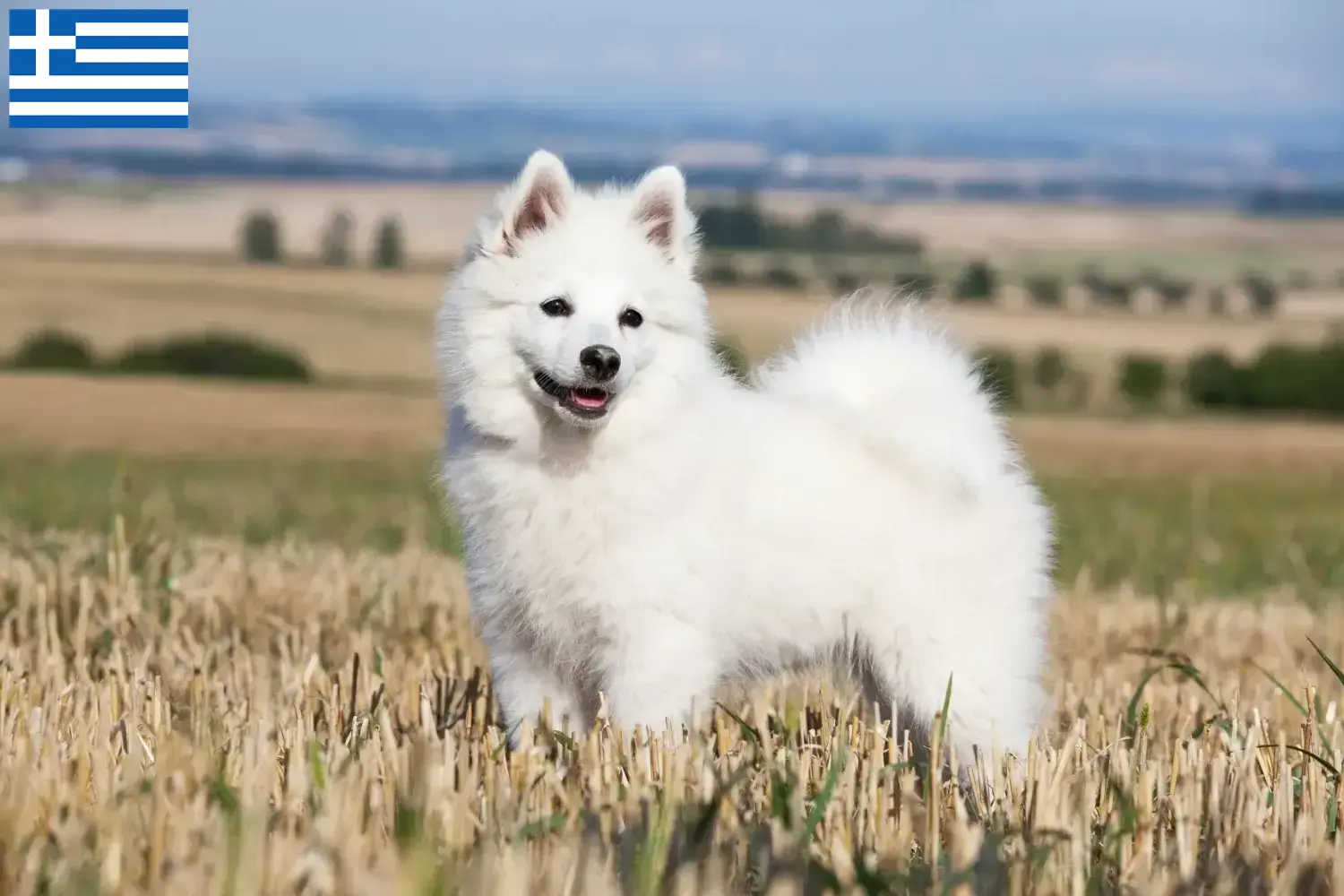 Spitz Welpen und Züchter Griechenland Hier findest Du Spitze Züchter in Griechenland.