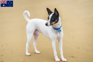 Mehr über den Artikel erfahren Tenterfield Terrier Züchter und Welpen in Australien