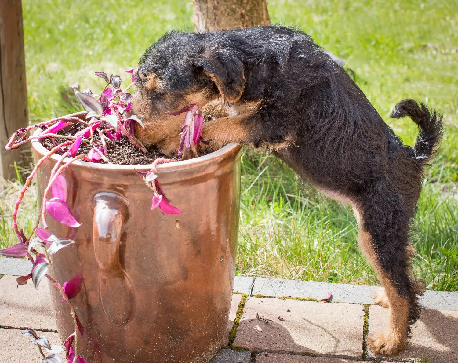 Einen Welsh Terrier Welpen zu kaufen, bedeutet Verantwortung zu übernehmen! Welsh Terrier Welpen kaufen.