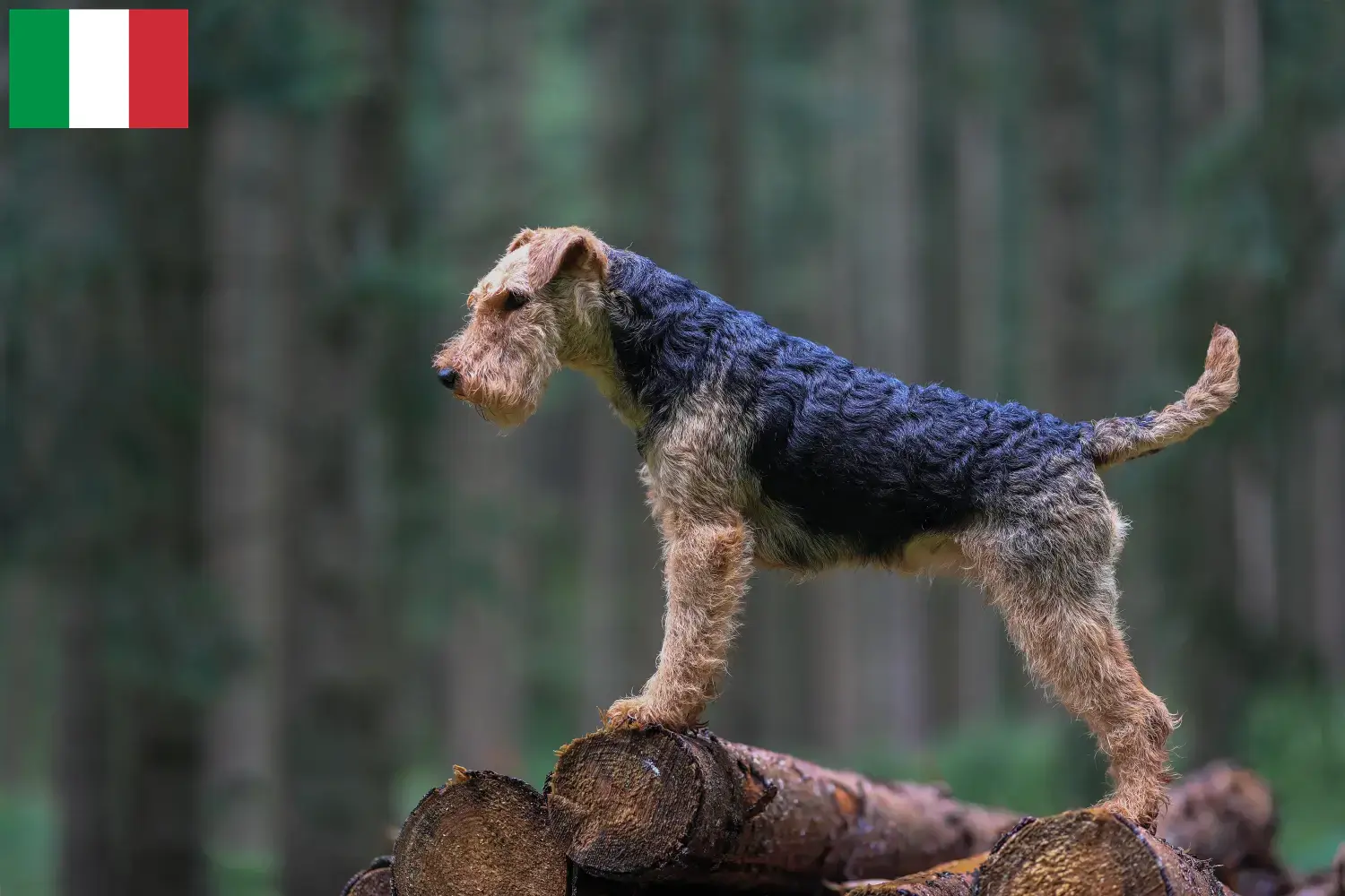Welsh Terrier Welpen und Züchter Italien Hier findest Du Welsh Terrier Züchter in Italien.