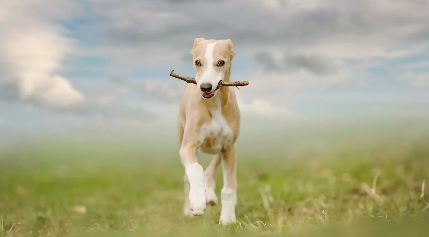 Einen Whippet Welpen zu kaufen, bedeutet Verantwortung zu übernehmen! Whippet Welpen kaufen.