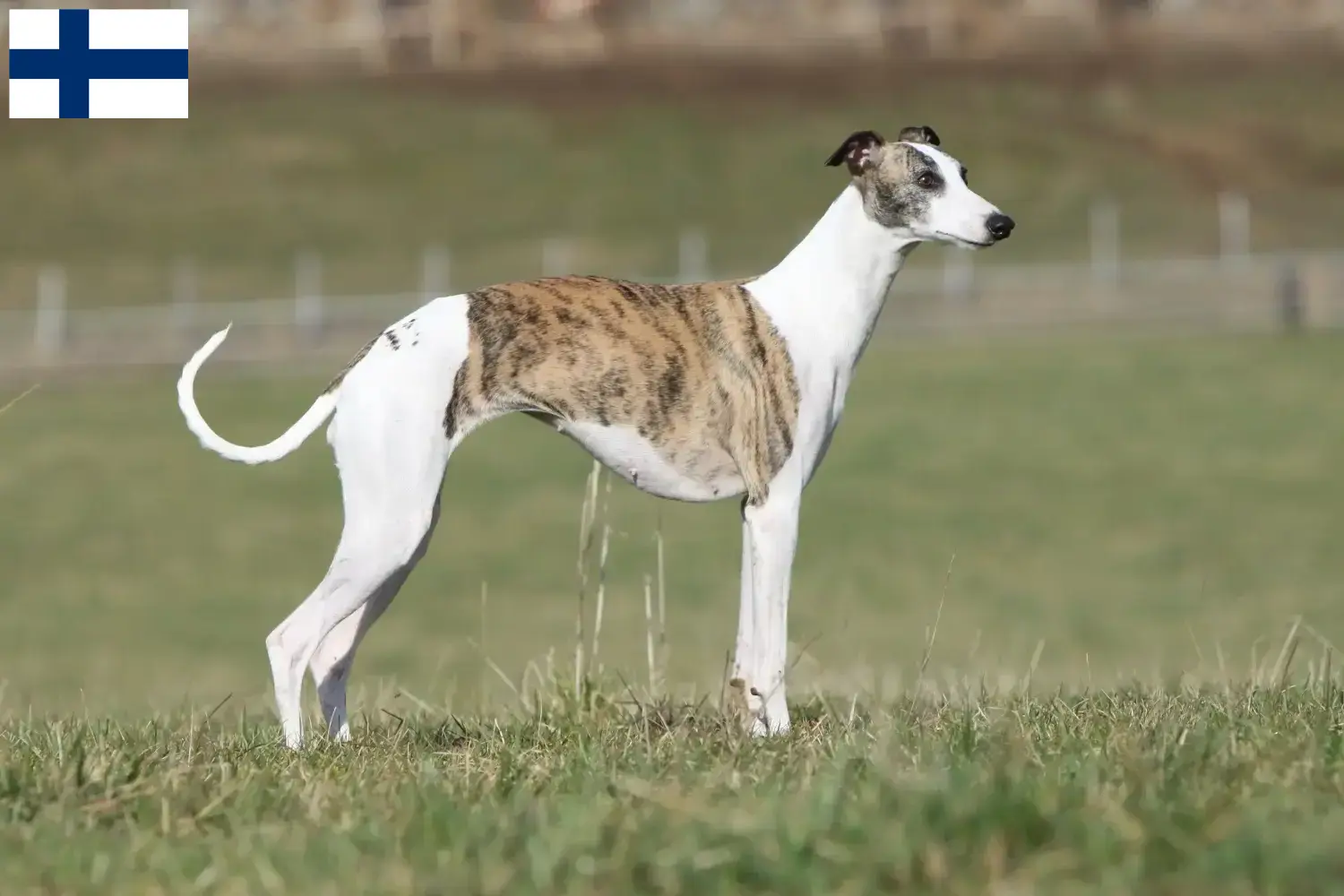 Whippet Welpen und Züchter Finnland Hier findest Du Whippets Züchter in Finnland.