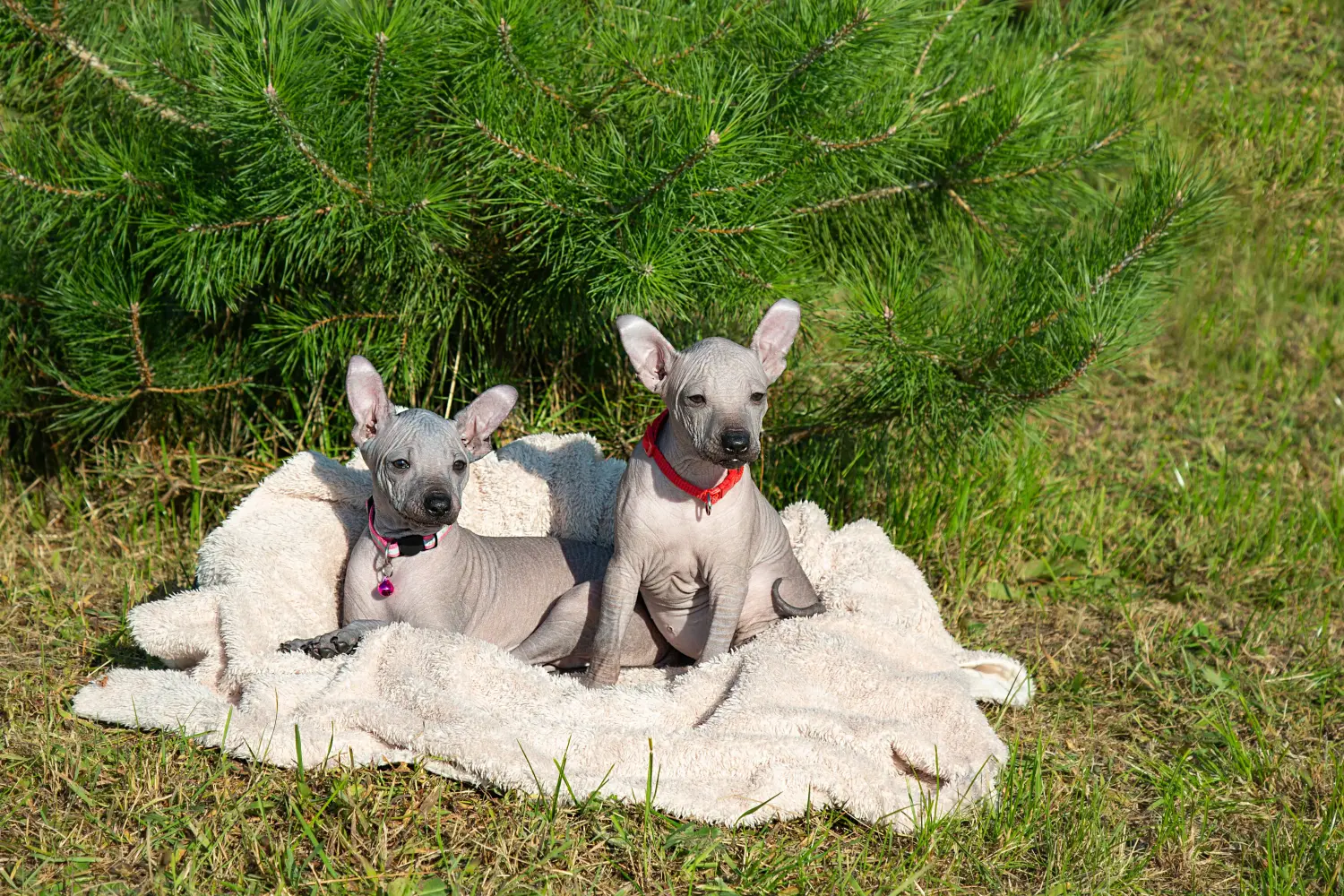 Einen Xolo Welpen zu kaufen, bedeutet Verantwortung zu übernehmen! Xolo Welpen kaufen.