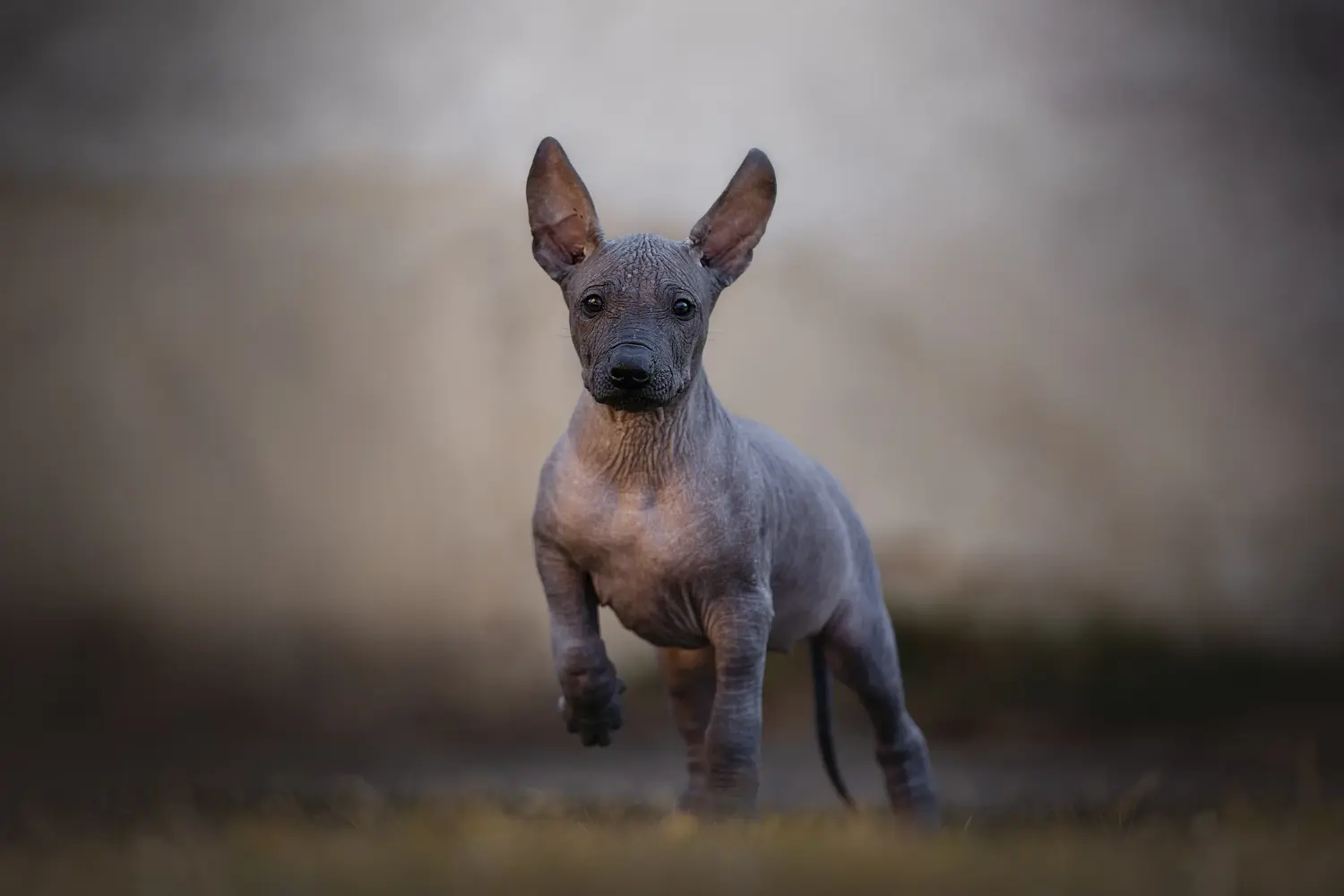 Einen Xolo Welpen zu kaufen, bedeutet Verantwortung zu übernehmen! Xolo Welpen kaufen.