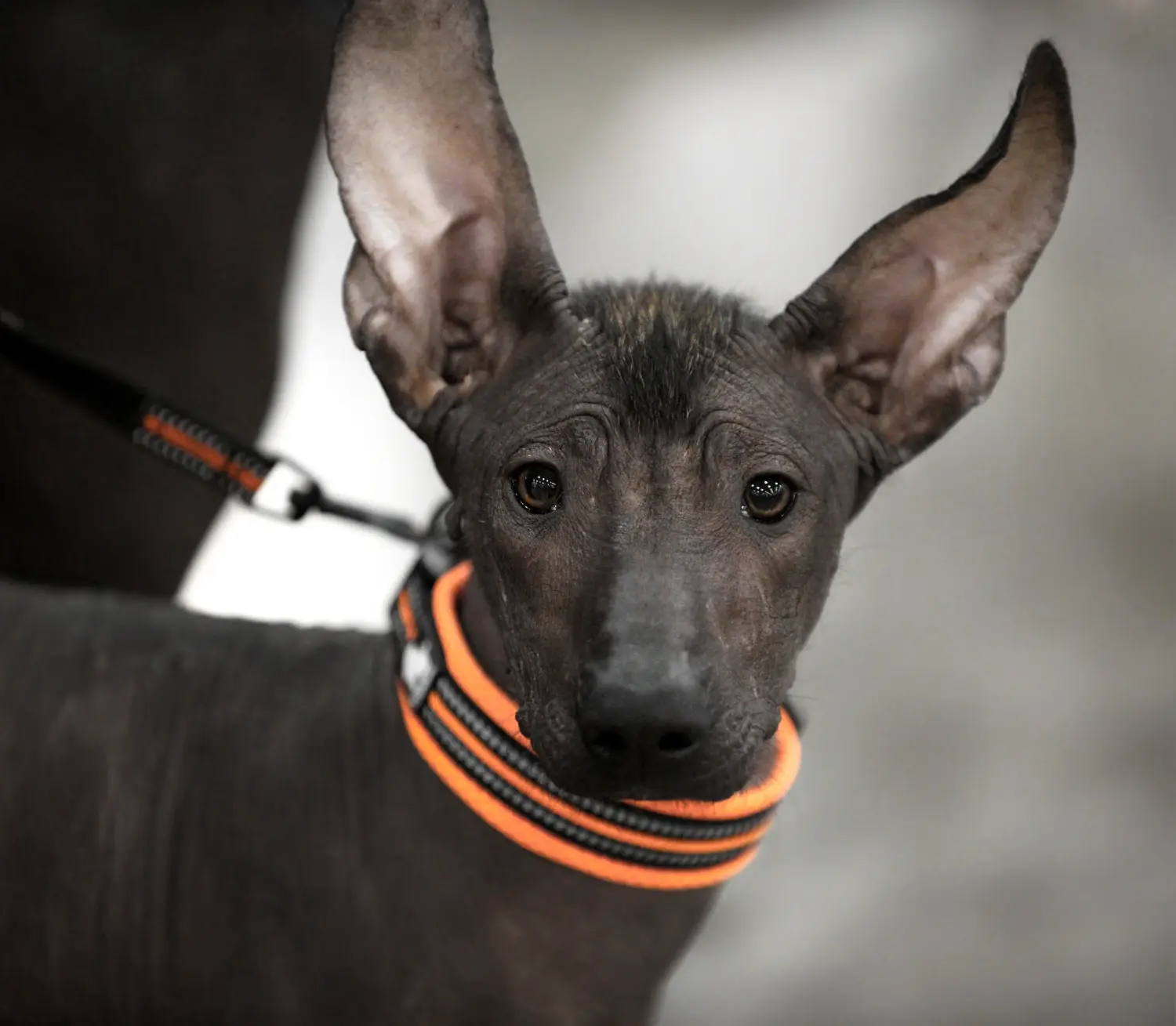 Einen Xolo Welpen zu kaufen, bedeutet Verantwortung zu übernehmen! Xolo Welpen kaufen.