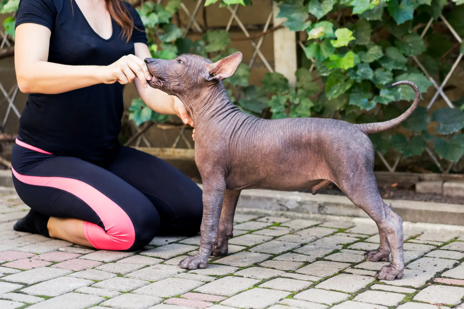 Einen Xolo Welpen zu kaufen, bedeutet Verantwortung zu übernehmen! Xolo Welpen kaufen.
