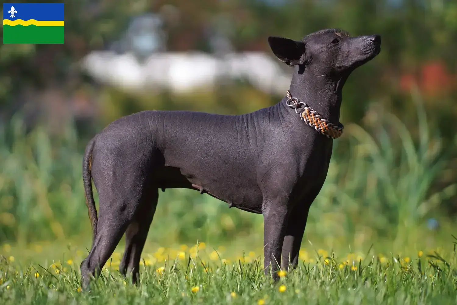 Xolo Welpen und Züchter Flevoland Hier findest Du Xolos Züchter in Flevoland.