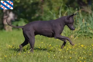 Mehr über den Artikel erfahren Xolo Züchter und Welpen in Friesland