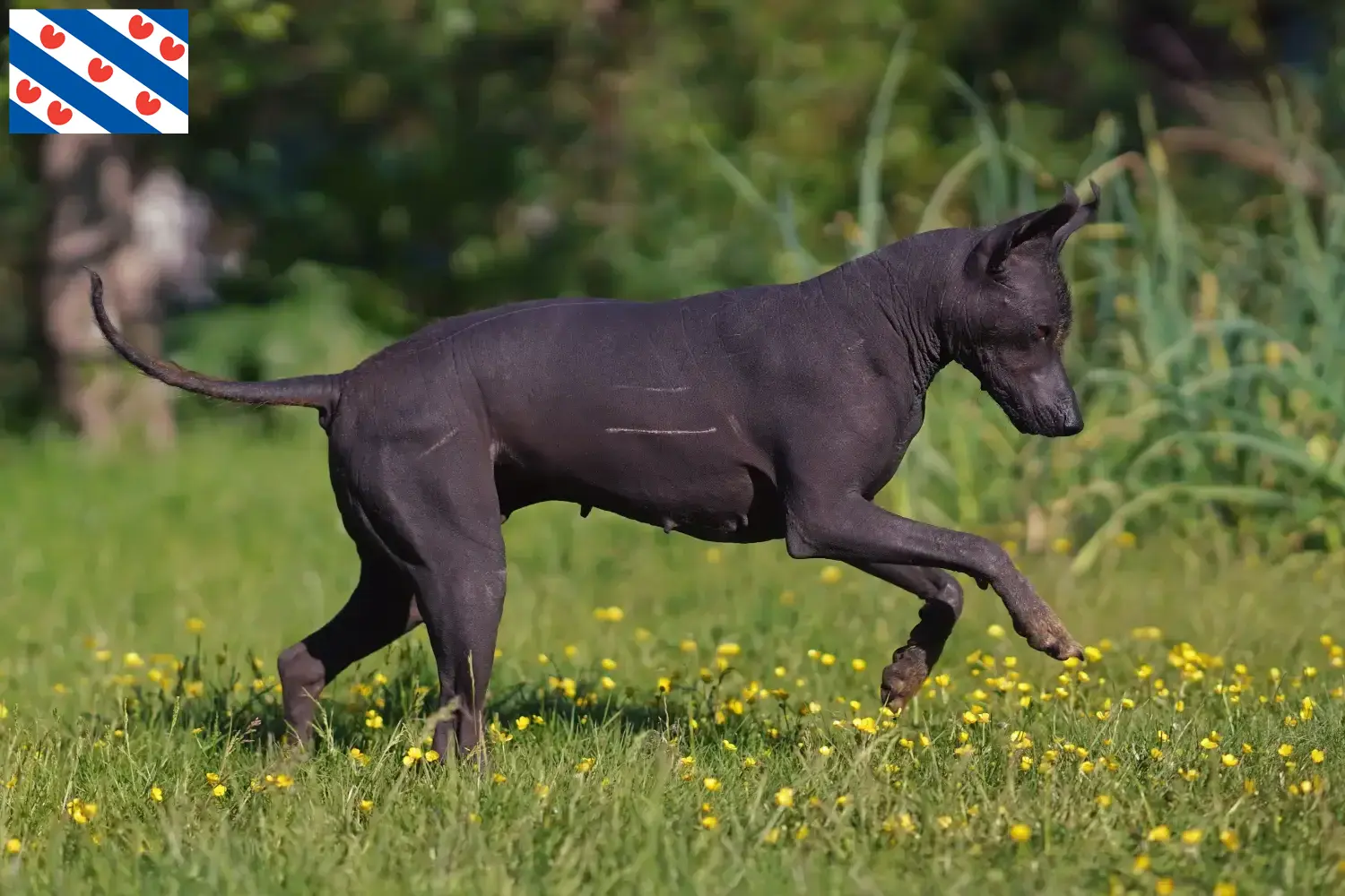 Xolo Welpen und Züchter Friesland Hier findest Du Xolos Züchter in Friesland.