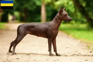 Mehr über den Artikel erfahren Xolo Züchter und Welpen in Gelderland