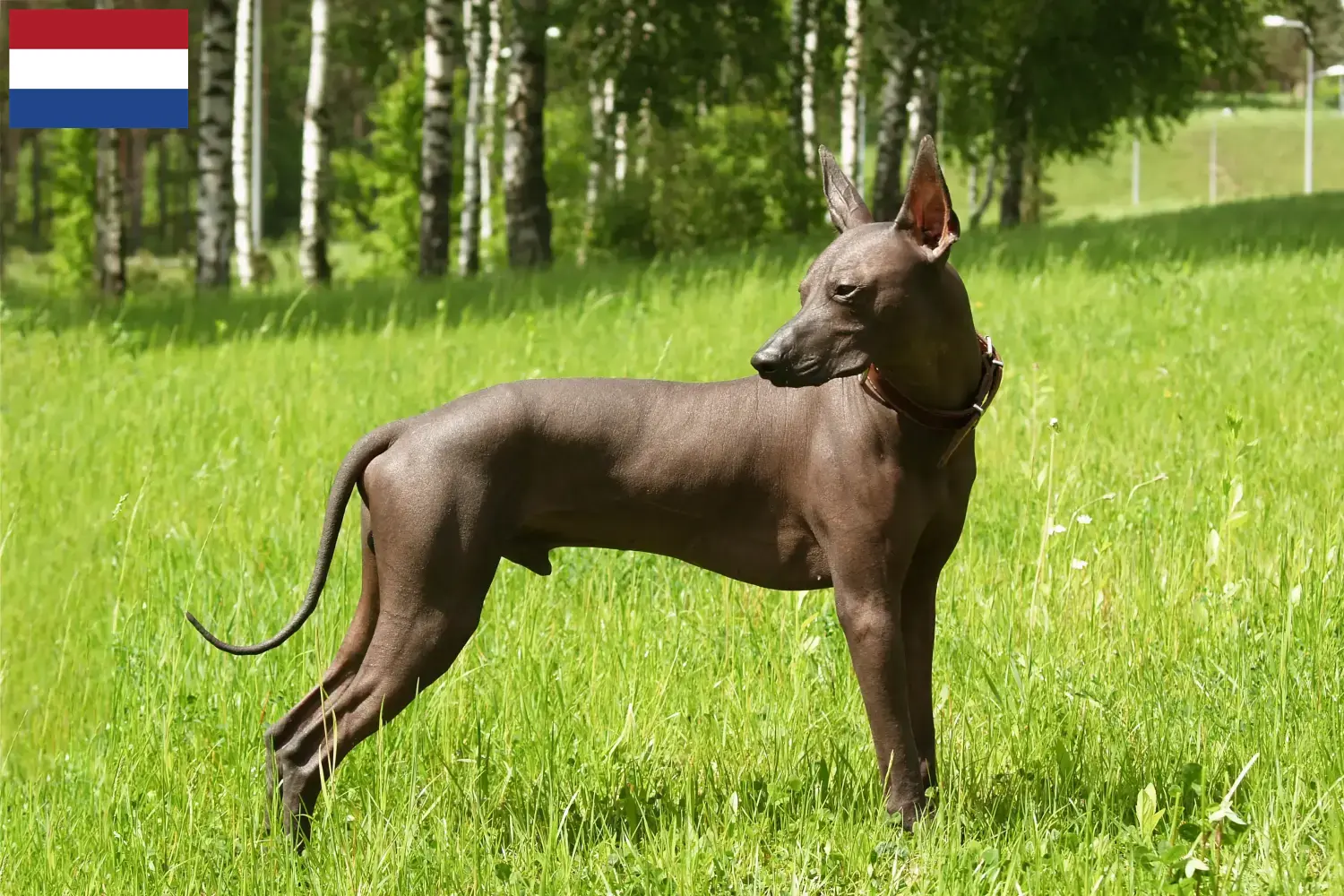Xolo Welpen und Züchter Niederlande Hier findest Du Xolos Züchter in den Niederlanden.
