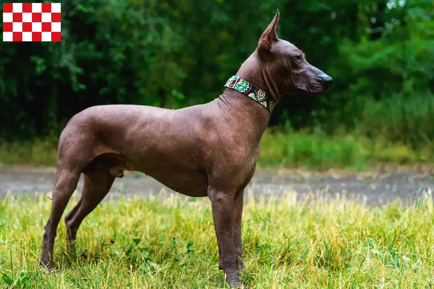 Xolo Welpen und Züchter Nordbrabant Hier findest Du Xolos Züchter in Nordbrabant.
