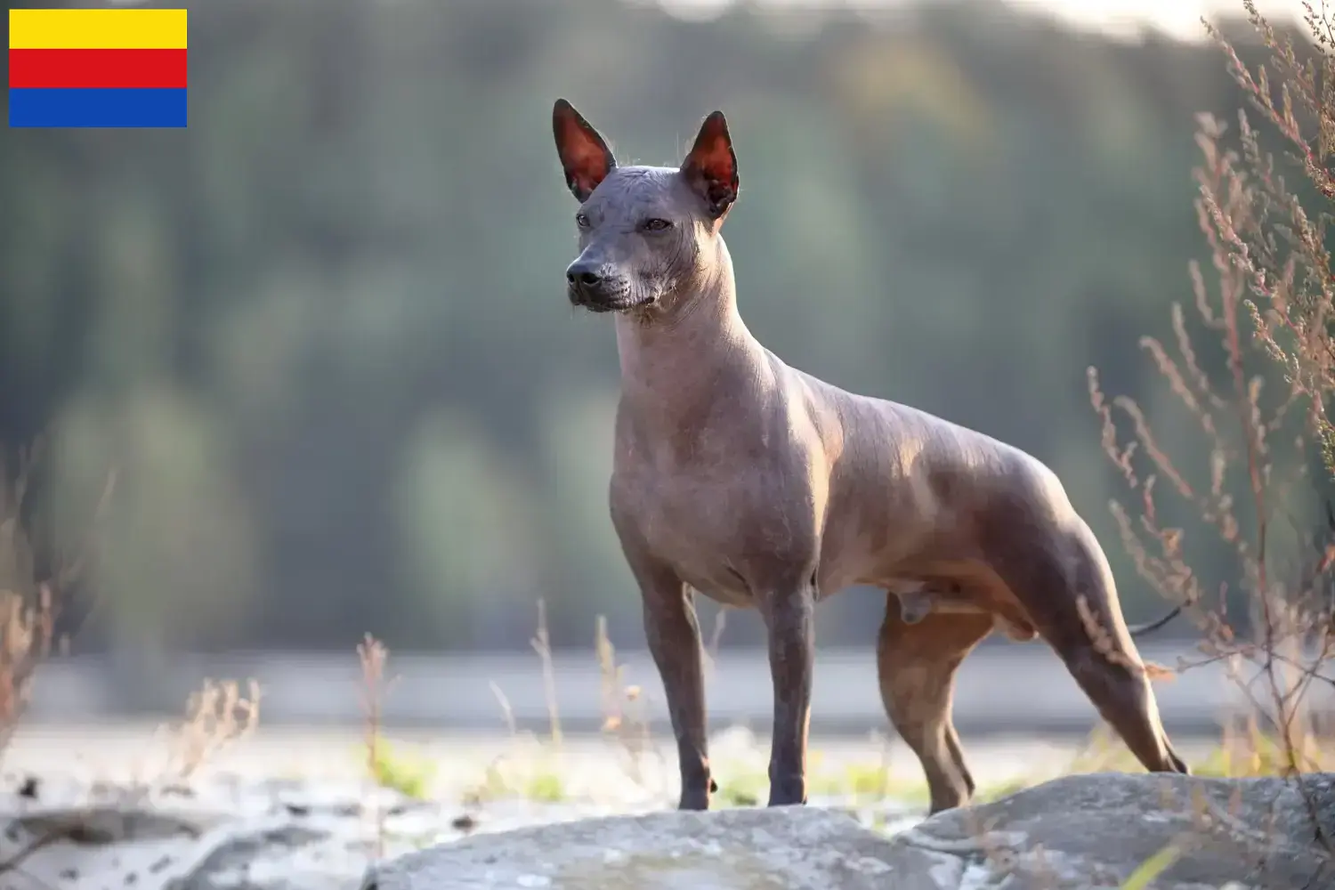 Xolo Welpen und Züchter Nordholland Hier findest Du Xolos Züchter in Nordholland.