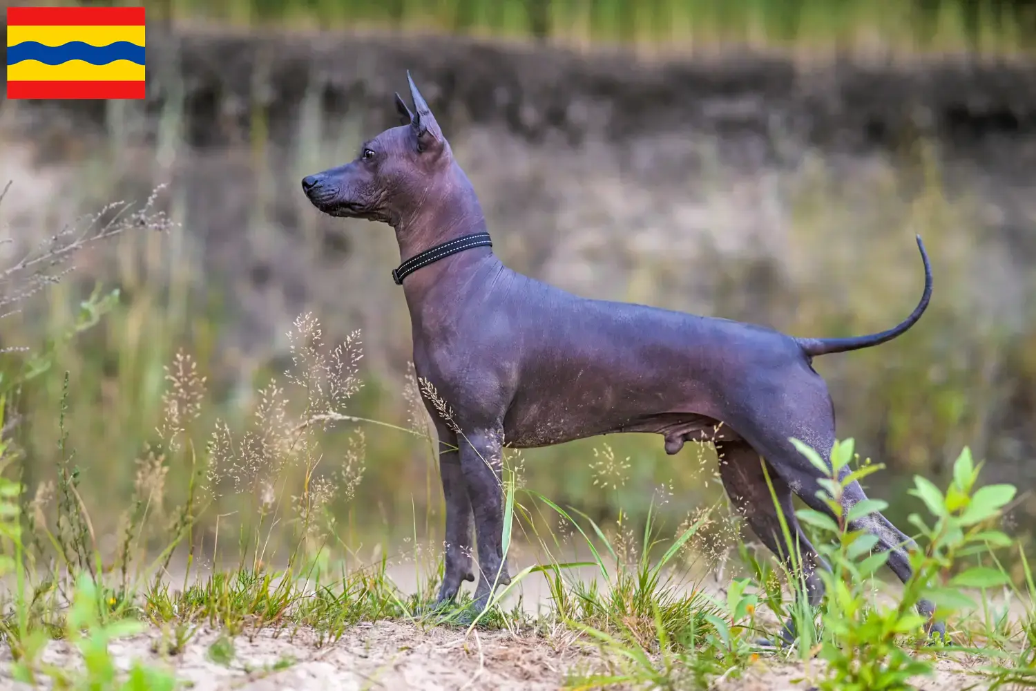 Xolo Welpen und Züchter Overijssel Hier findest Du Xolos Züchter in Overijssel.