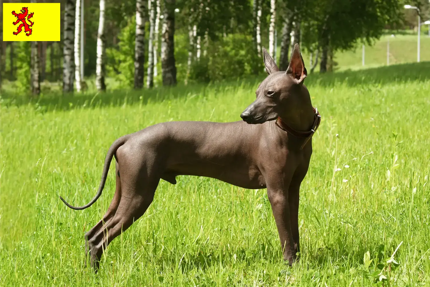 Xolo Welpen und Züchter Südholland Hier findest Du Xolos Züchter in Südholland.