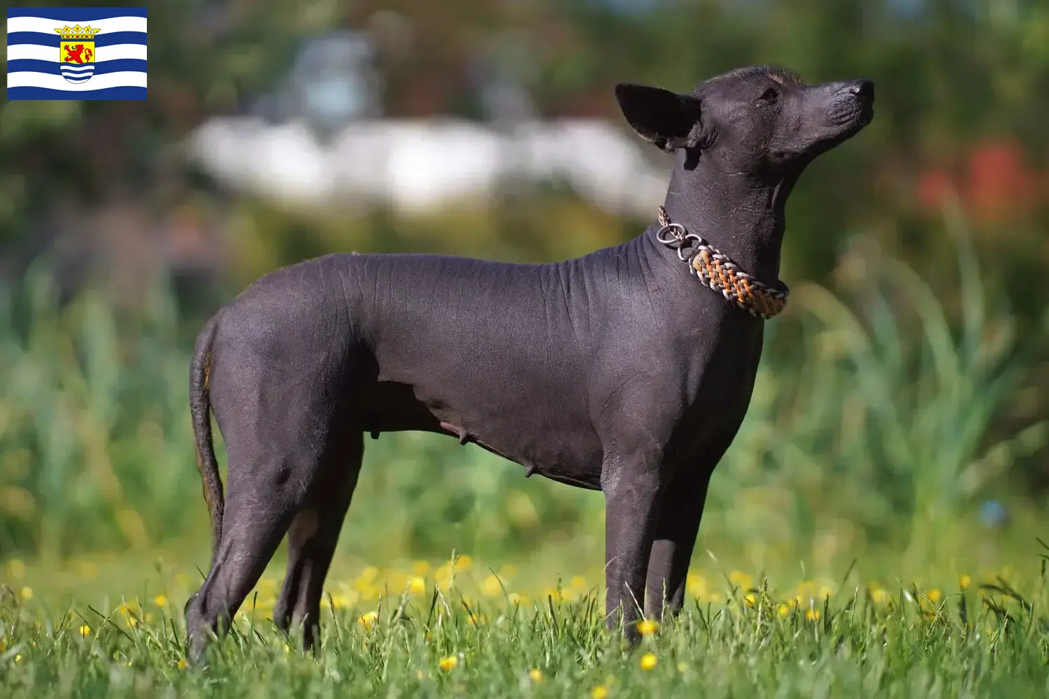 Xolo Welpen und Züchter Zeeland Hier findest Du Xolos Züchter in Zeeland.