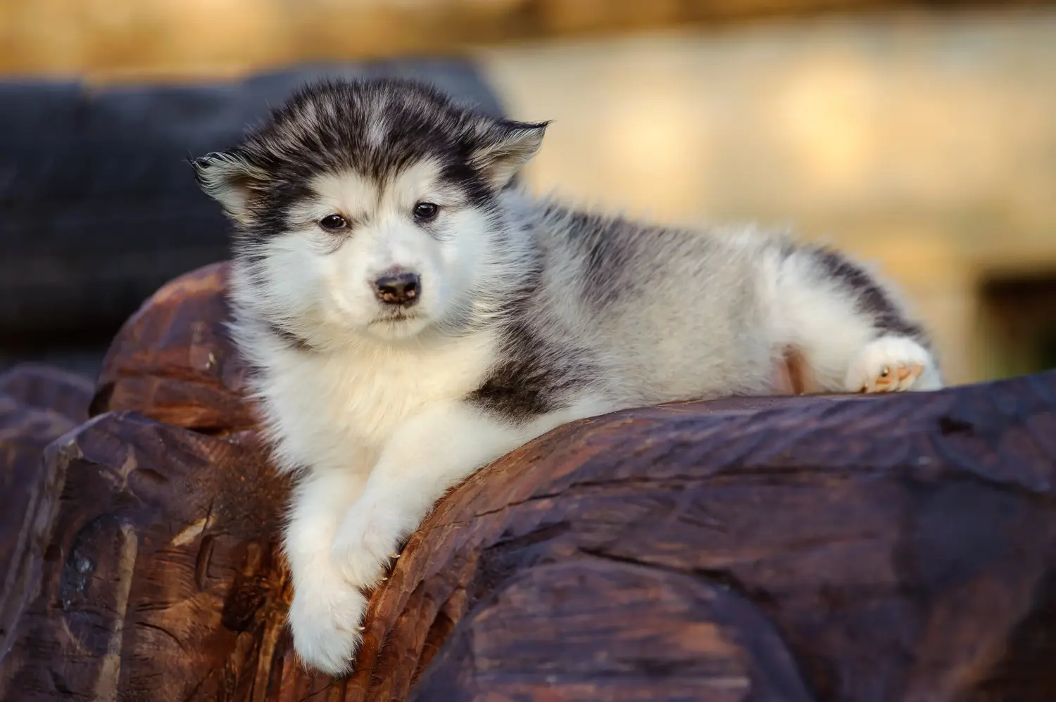 Einen Alaskan Malamute Welpen zu kaufen, bedeutet Verantwortung zu übernehmen! Alaskan Malamute Welpen kaufen.