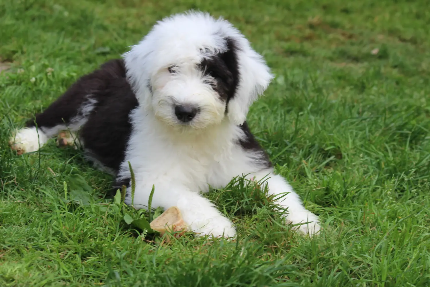 Einen Bobtail Welpen zu kaufen, bedeutet Verantwortung zu übernehmen! Bobtail Welpen kaufen.