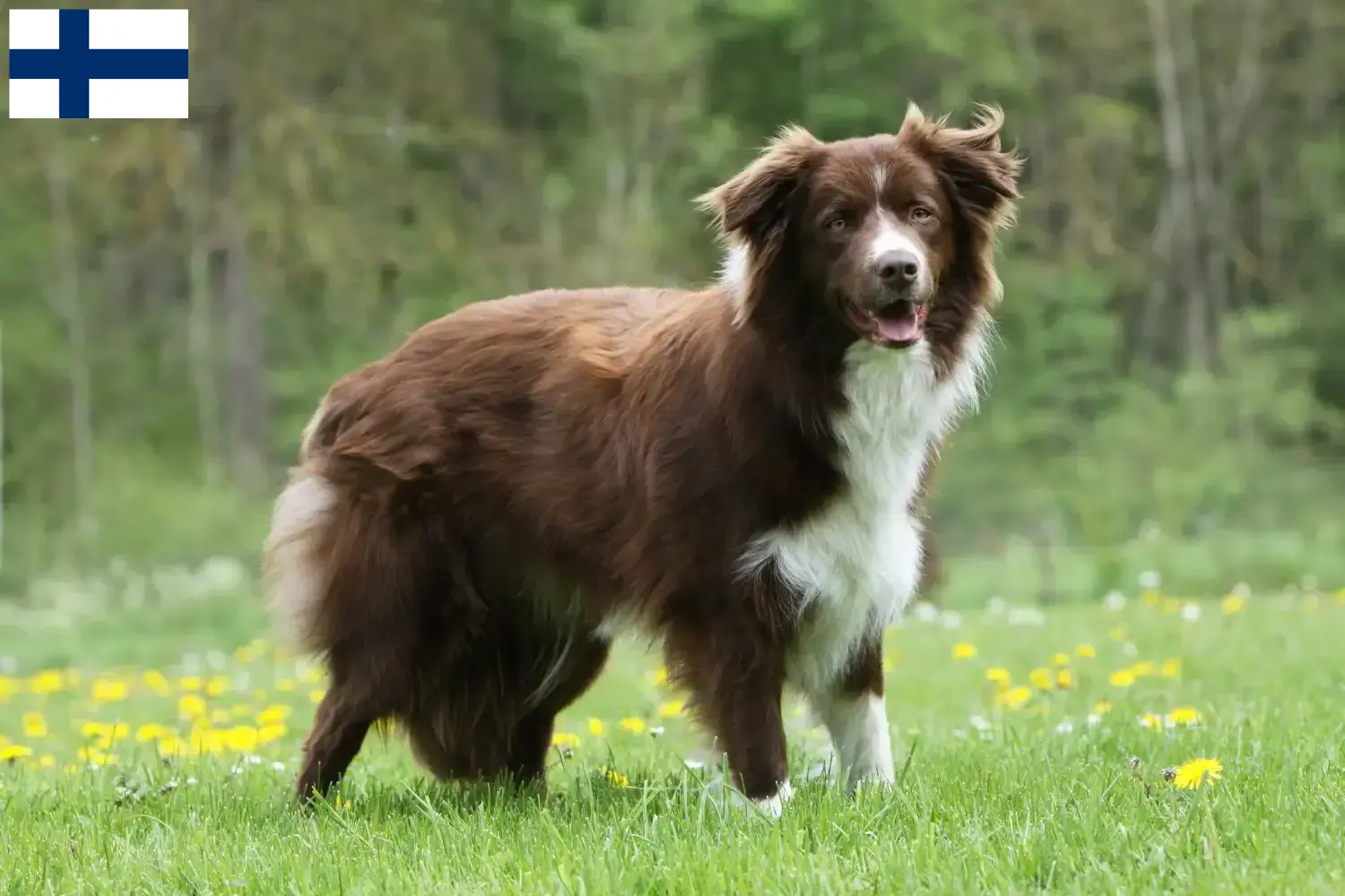 Border Collie Welpen und Züchter Finnland Hier findest Du Border Collies Züchter in Finnland.