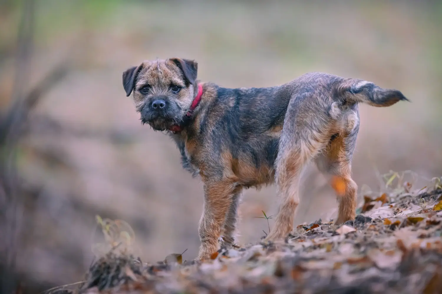 Einen Border Terrier Welpen zu kaufen, bedeutet Verantwortung zu übernehmen! Border Terrier Welpen kaufen.