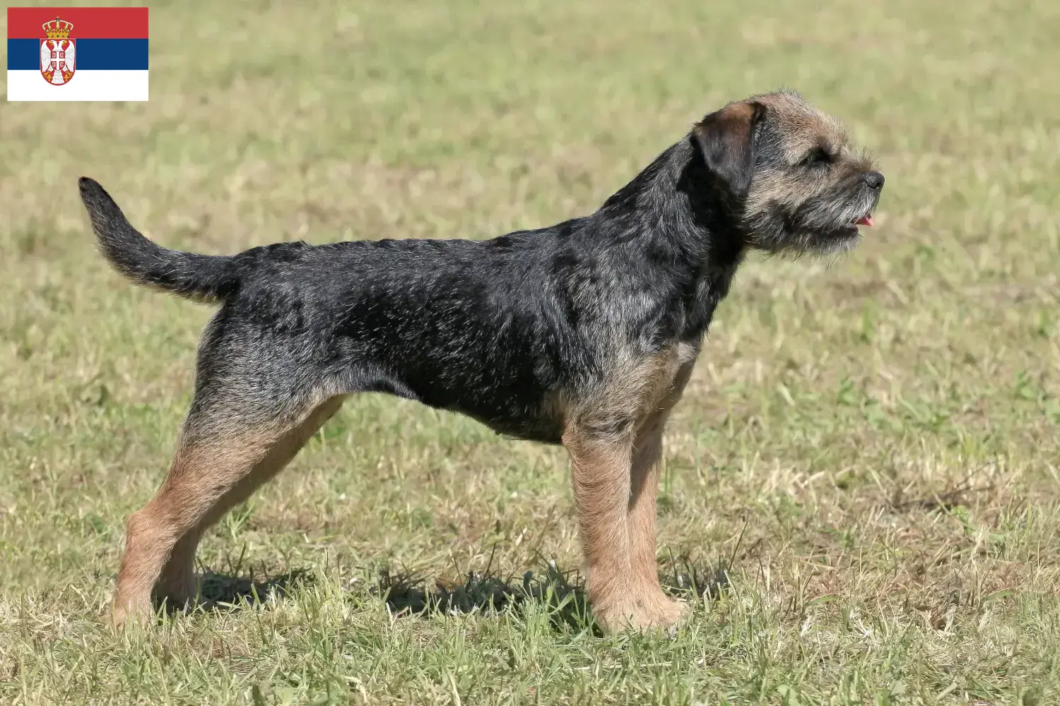 Border Terrier Welpen und Züchter Serbien Hier findest Du Border Terrier Züchter in Serbien.