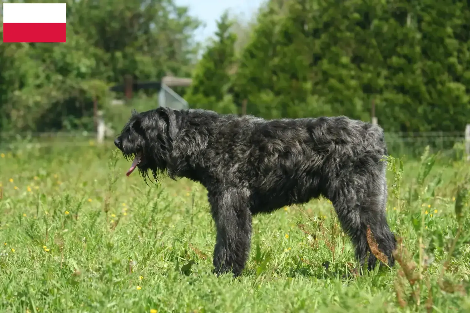 Bouvier des Flandres Welpen und Züchter Polen Hier findest Du Bouvier des Flandres Züchter in Polen.