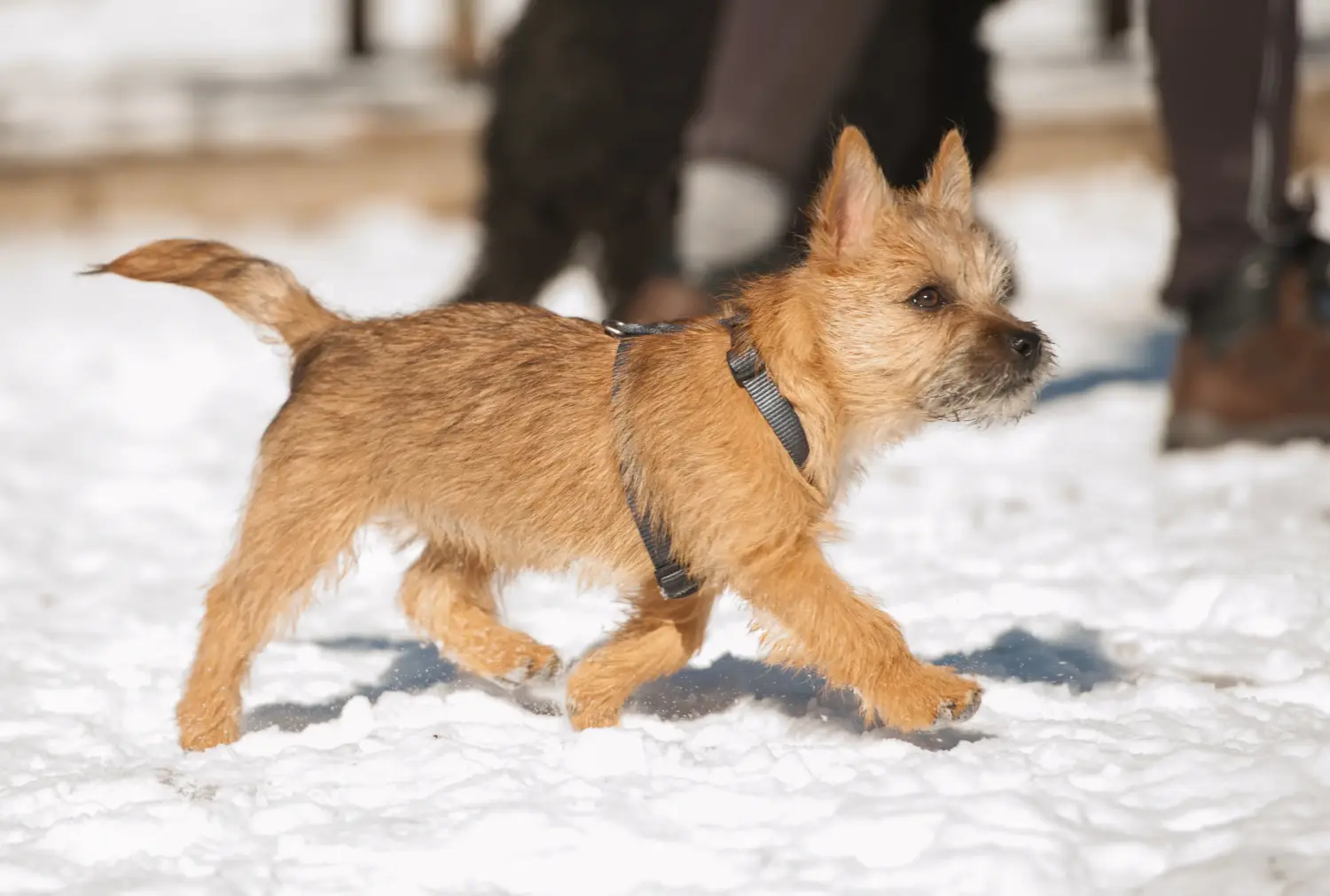 Einen Cairn Terrier Welpen zu kaufen, bedeutet Verantwortung zu übernehmen! Cairn Terrier Welpen kaufen.