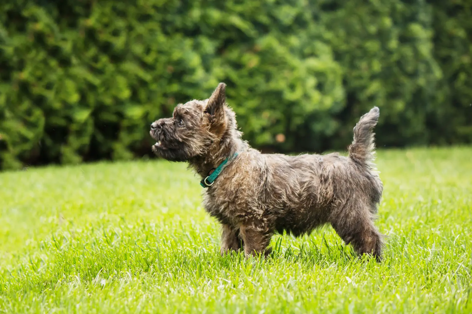 Einen Cairn Terrier Welpen zu kaufen, bedeutet Verantwortung zu übernehmen! Cairn Terrier Welpen kaufen.