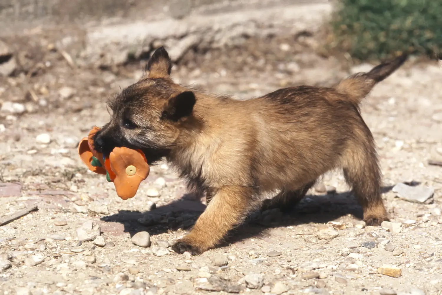 Einen Cairn Terrier Welpen zu kaufen, bedeutet Verantwortung zu übernehmen! Cairn Terrier Welpen kaufen.