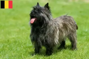 Mehr über den Artikel erfahren Cairn Terrier Züchter und Welpen in Belgien