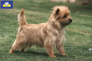 Mehr über den Artikel erfahren Cairn Terrier Züchter und Welpen in Region Brüssel-Hauptstadt