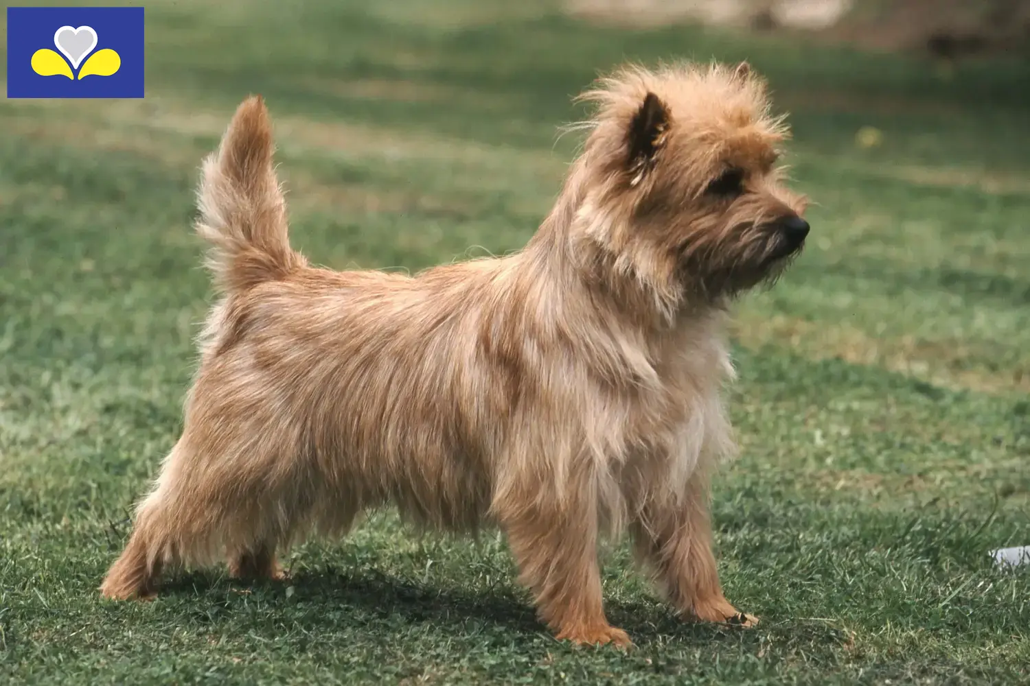 Cairn Terrier Welpen und Züchter Region Brüssel-Hauptstadt Hier findest Du Cairn Terrier Züchter in Region Brüssel-Hauptstadt.