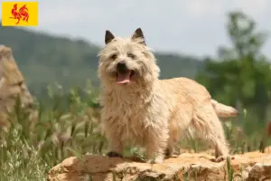 Mehr über den Artikel erfahren Cairn Terrier Züchter und Welpen in Wallonische Region