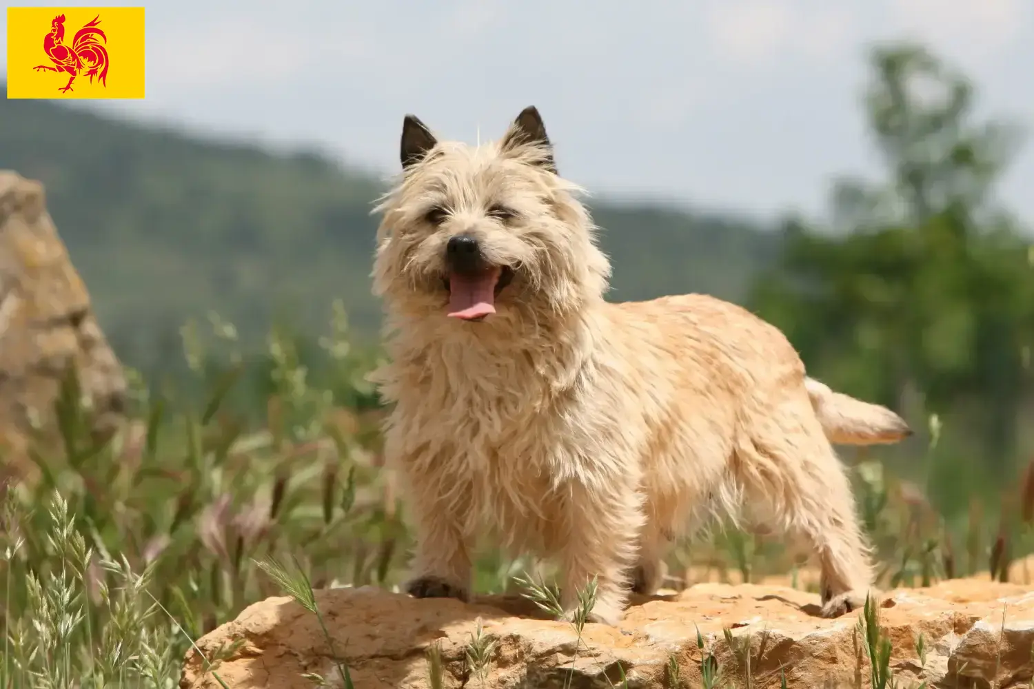 Cairn Terrier Welpen und Züchter Wallonische Region Hier findest Du Cairn Terrier Züchter in Wallonische Region.