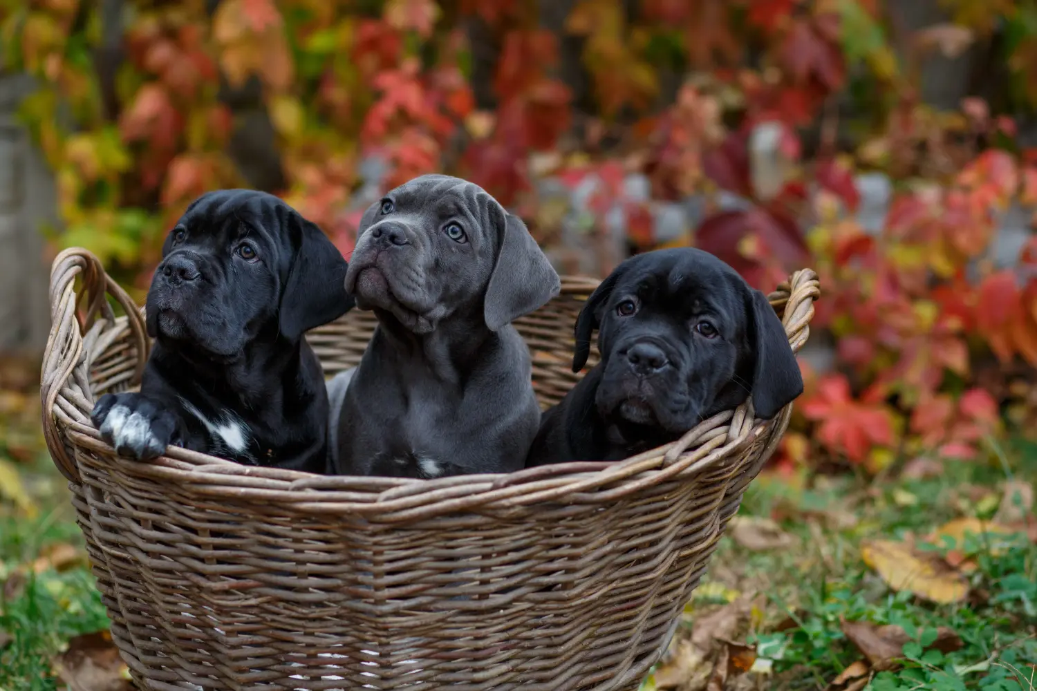 Einen Cane Corso Italiano Welpen zu kaufen, bedeutet Verantwortung zu übernehmen! Cane Corso Italiano Welpen kaufen.