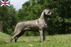 Mehr über den Artikel erfahren Cane Corso Italiano Züchter und Welpen in Großbritannien
