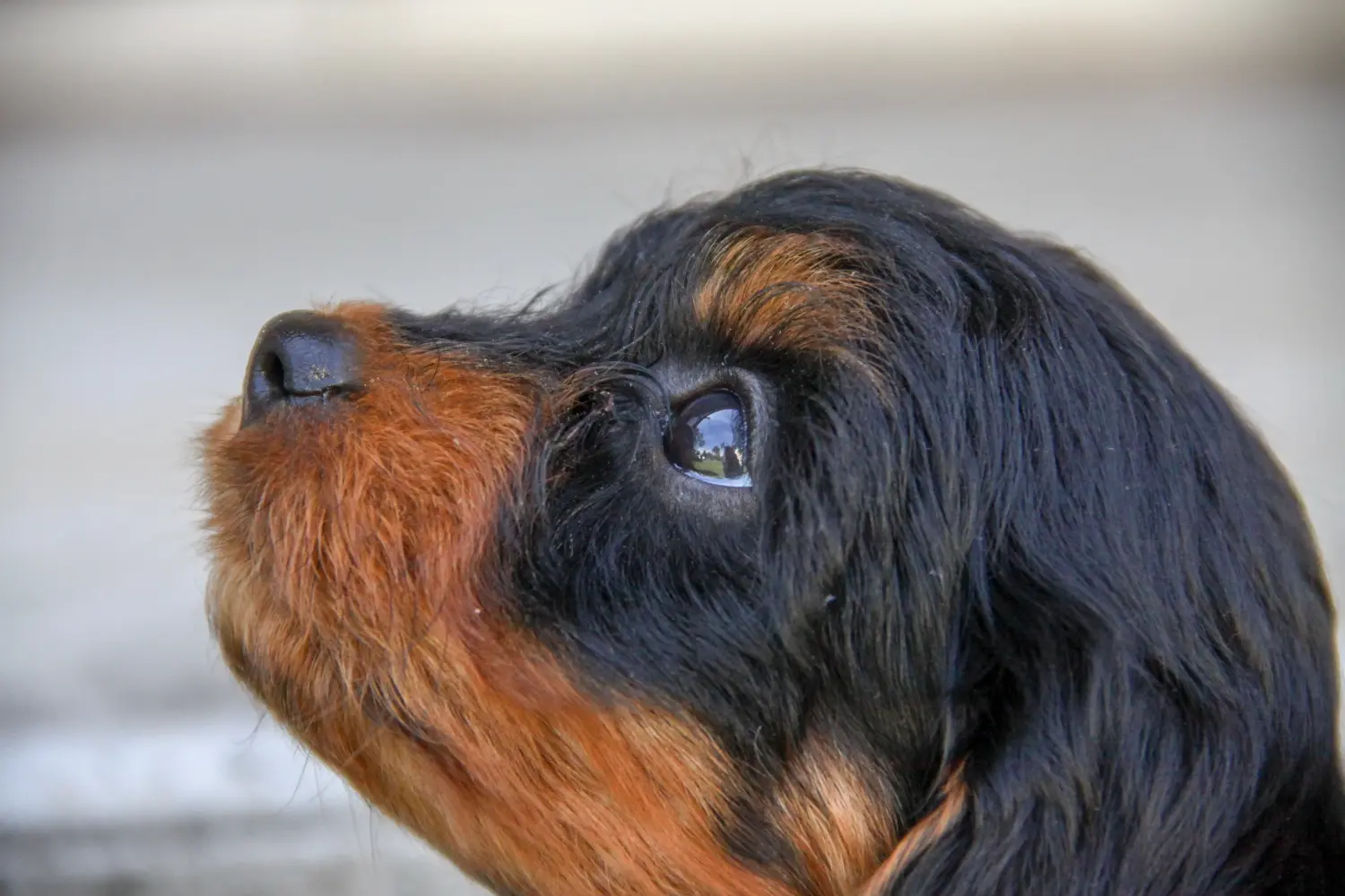 Einen Cavoodle Welpen zu kaufen, bedeutet Verantwortung zu übernehmen! Cavoodle Welpen kaufen.