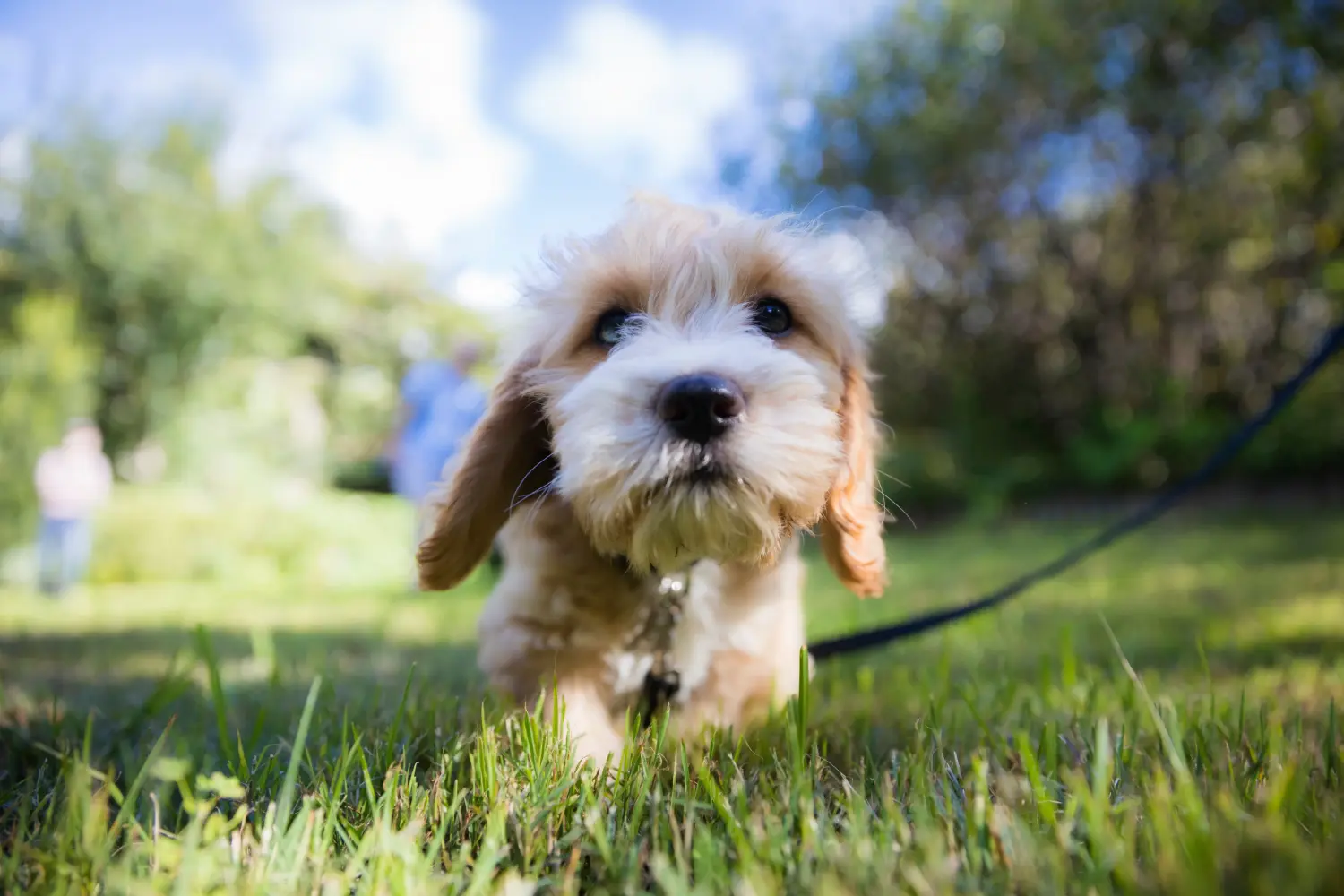 Einen Cavoodle Welpen zu kaufen, bedeutet Verantwortung zu übernehmen! Cavoodle Welpen kaufen.