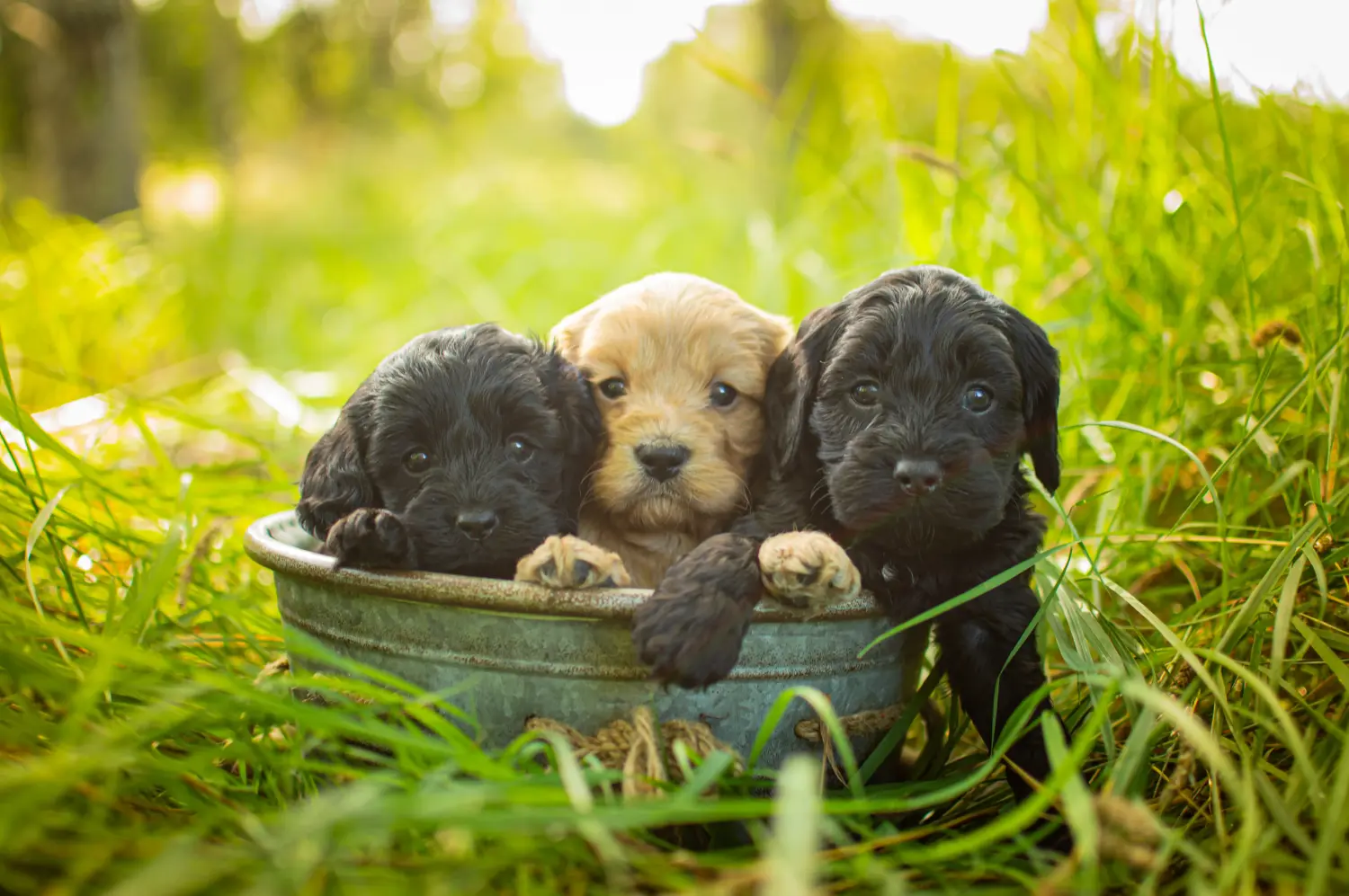 Einen Cavoodle Welpen zu kaufen, bedeutet Verantwortung zu übernehmen! Cavoodle Welpen kaufen.