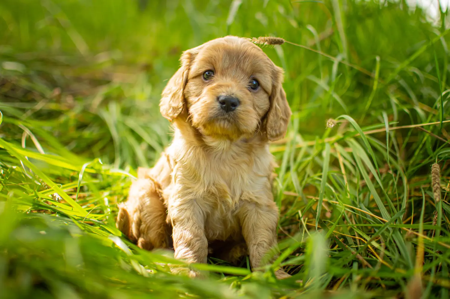 Einen Cavoodle Welpen zu kaufen, bedeutet Verantwortung zu übernehmen! Cavoodle Welpen kaufen.