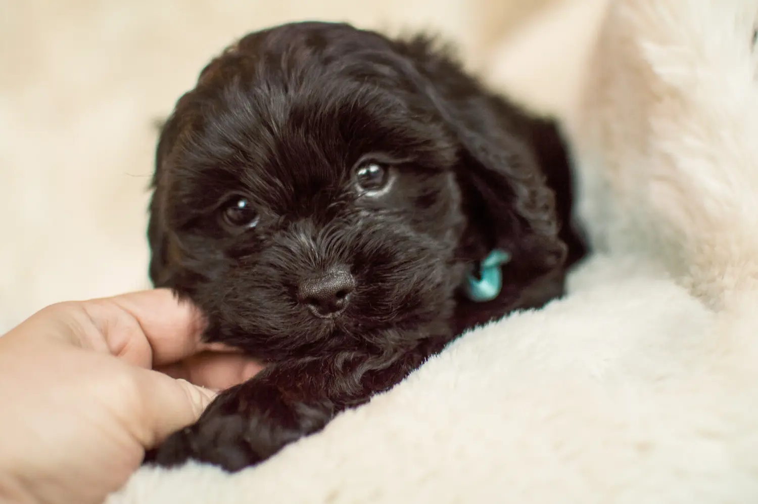 Einen Cavoodle Welpen zu kaufen, bedeutet Verantwortung zu übernehmen! Cavoodle Welpen kaufen.