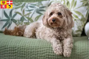 Mehr über den Artikel erfahren Cavoodle Züchter und Welpen in Auvergne-Rhône-Alpes