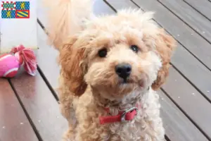Mehr über den Artikel erfahren Cavoodle Züchter und Welpen in Bourgogne-Franche-Comté