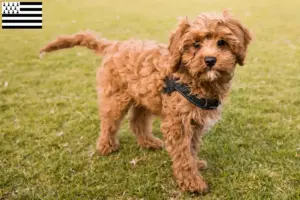 Mehr über den Artikel erfahren Cavoodle Züchter und Welpen in der Bretagne